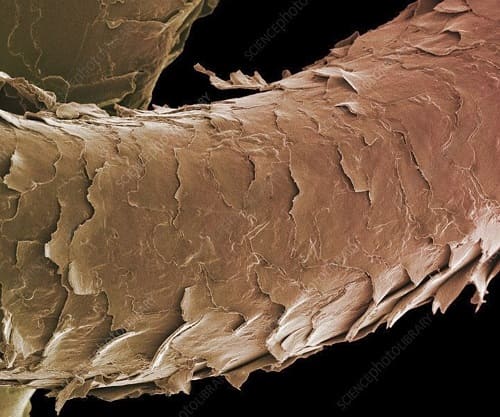 Как выглядят повреждённые волосы